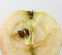 A12 æble